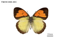 藏品(異粉蝶)的圖片